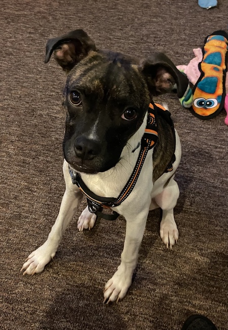 Milo