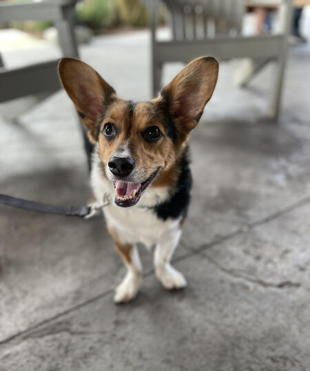 Linus
