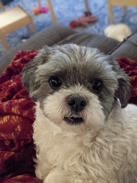 Chewy Louie