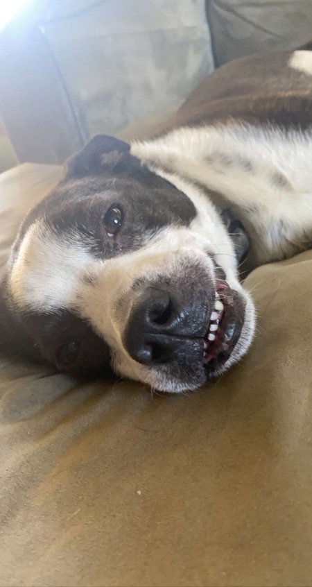 Buddy