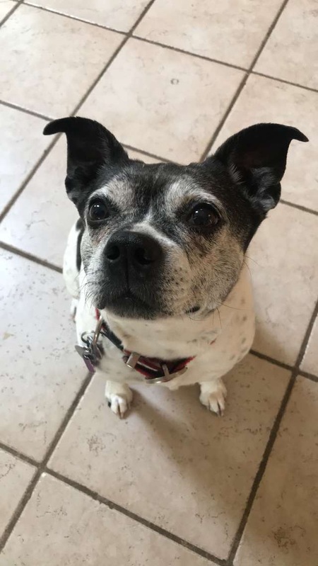 Lady Lovebug
