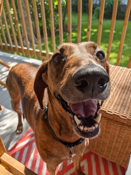 Penny