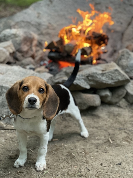 Darla