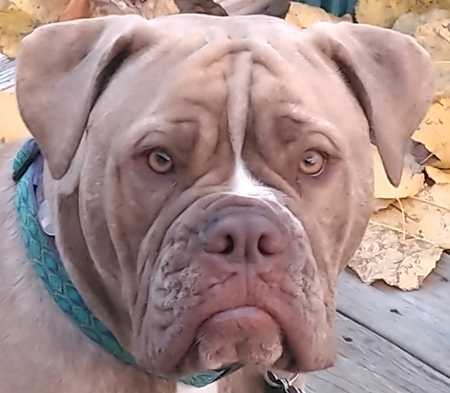 Bently 