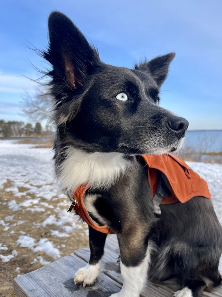 Bowie