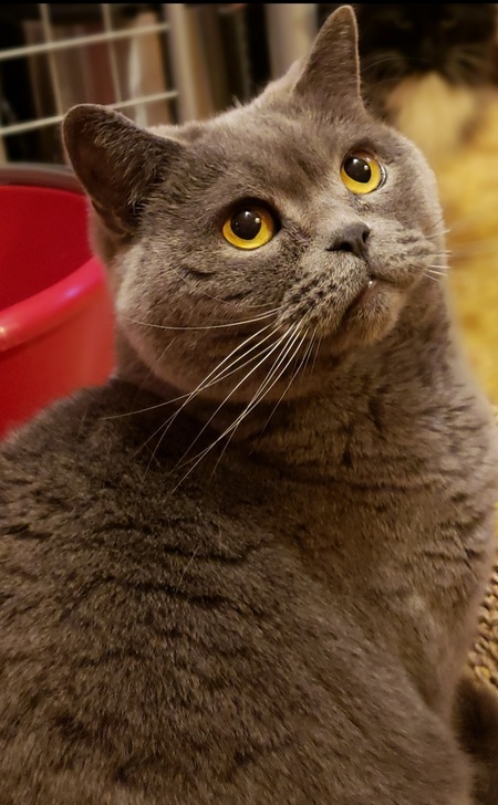 Smushy 