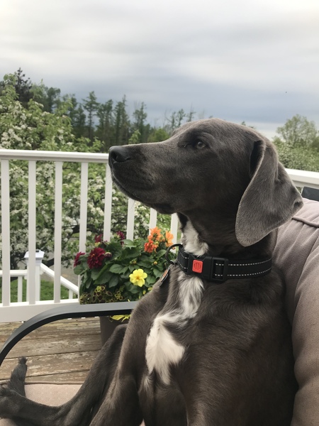 Murphy