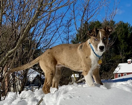 Entry image for Maizie. Clicking this image will show a larger photo