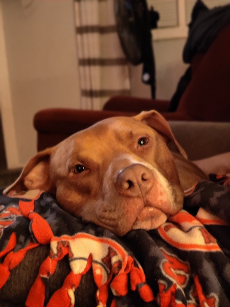 Brady