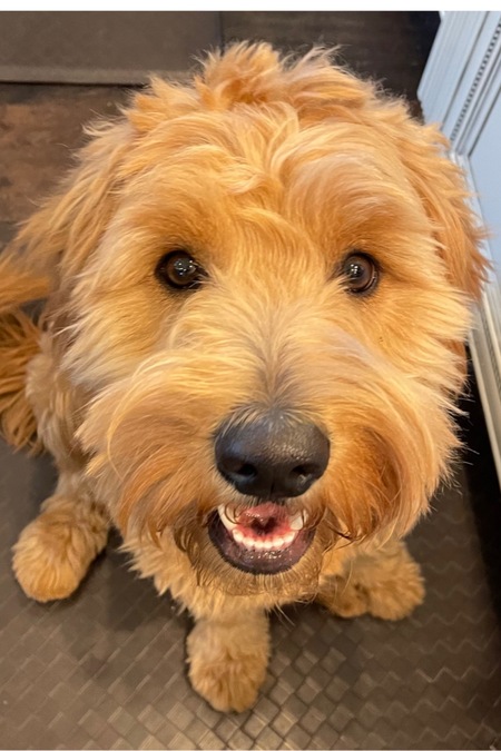 Teddy