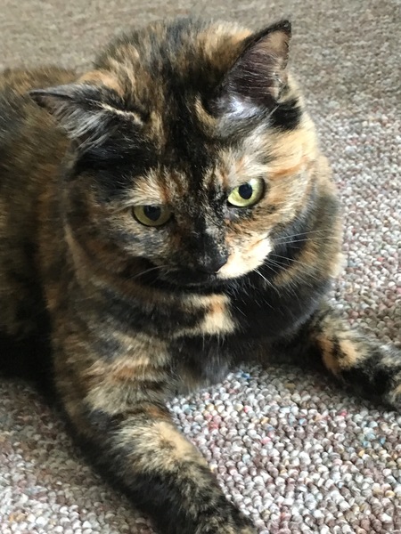 Peanut 