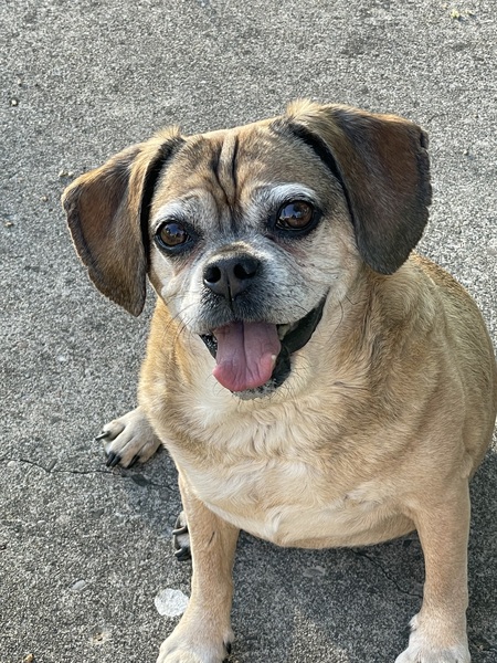Puggley
