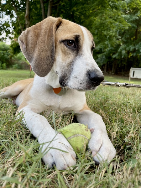 Entry image for Tucker. Clicking this image will show a larger photo