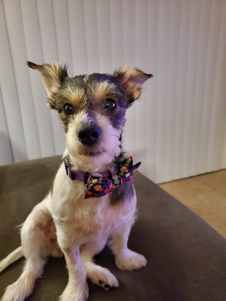Zak