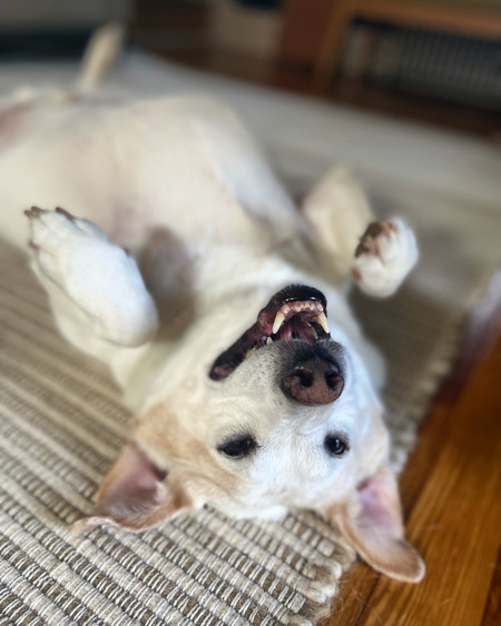 Entry image for Joshy. Clicking this image will show a larger photo