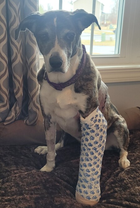 Brindle