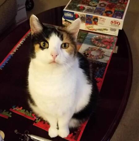 Entry image for Hermione. Clicking this image will show a larger photo