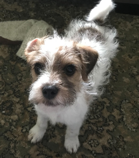 Louie