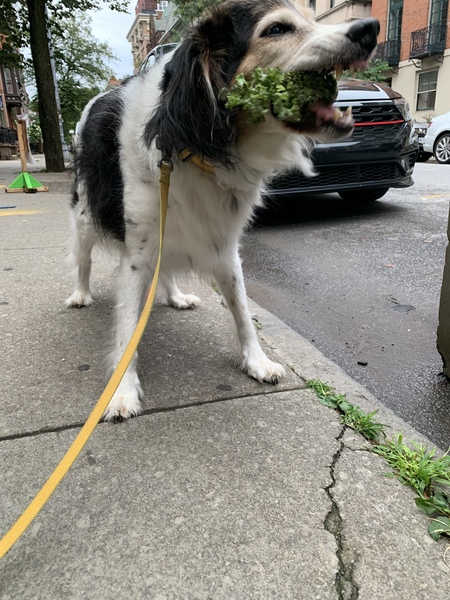 Atticus