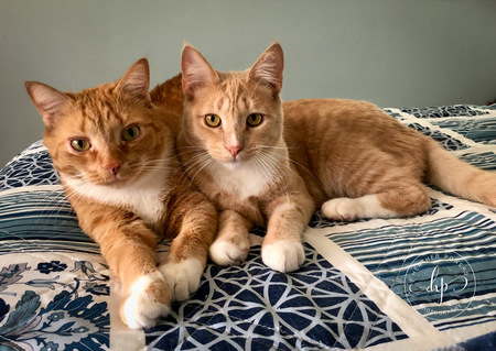 Opie & Flynn