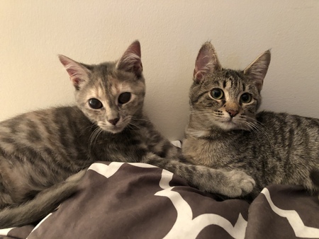 Lily and Abby