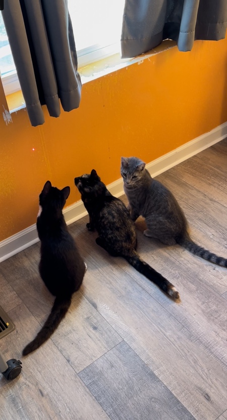 Mikey, Caramel, and Ivy