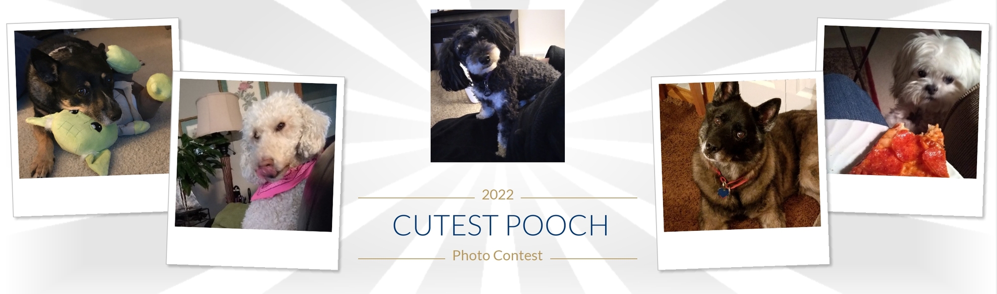 Banner for Cutest Pooch Contest