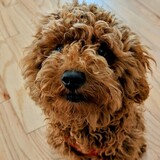 Entry image for Riley