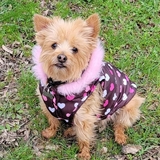 Entry image for Lola