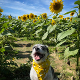 Entry image for Bailey