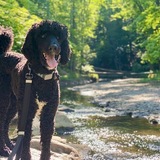 Entry image for Cookie
