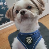 Entry image for Patches