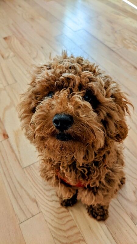 Entry image for Riley. Clicking this image will show a larger photo
