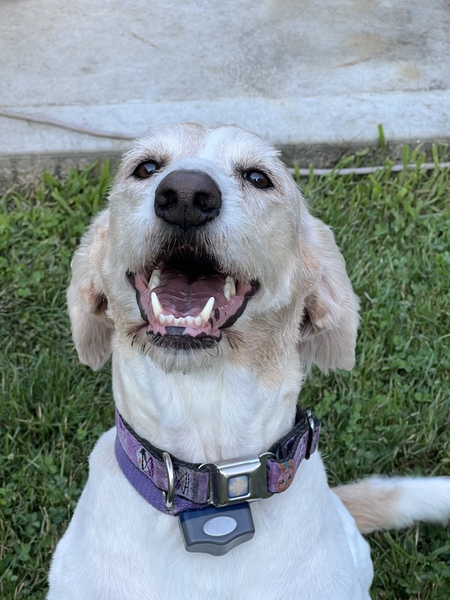 Entry image for Lucy . Clicking this image will show a larger photo