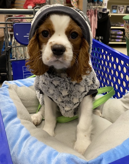 Entry image for Benson. Clicking this image will show a larger photo