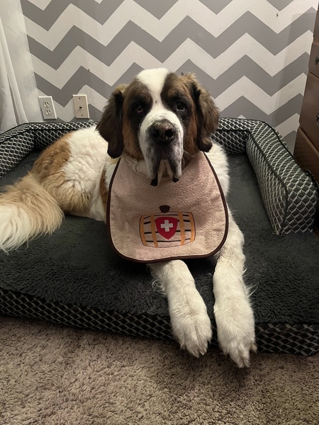 Entry image for Brutus. Clicking this image will show a larger photo