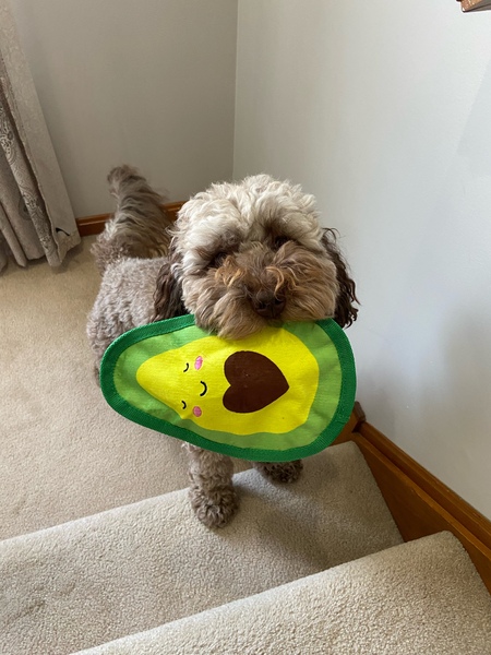 Entry image for Cooper Sevchek. Clicking this image will show a larger photo