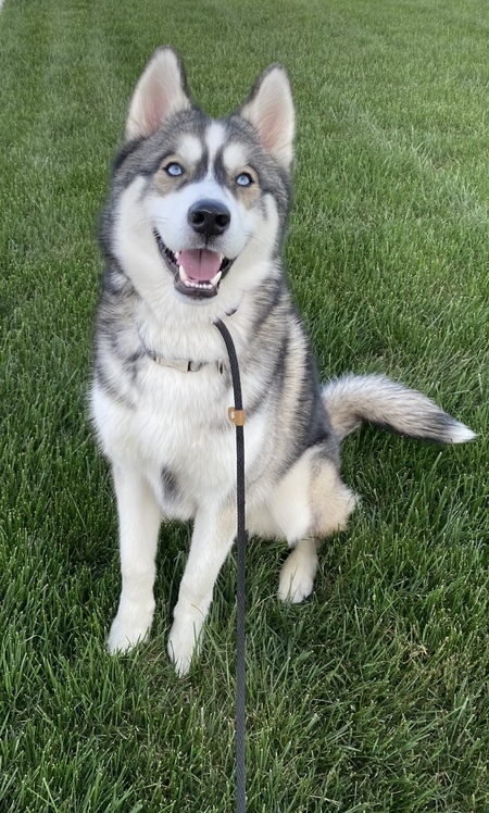 Entry image for Mako. Clicking this image will show a larger photo