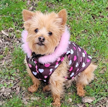 Entry image for Lola. Clicking this image will show a larger photo