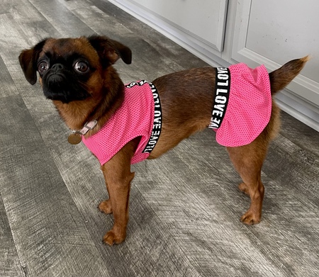 Entry image for Phoebe. Clicking this image will show a larger photo