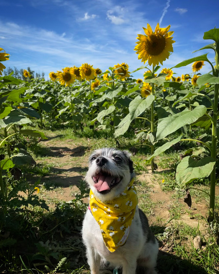 Entry image for Bailey. Clicking this image will show a larger photo