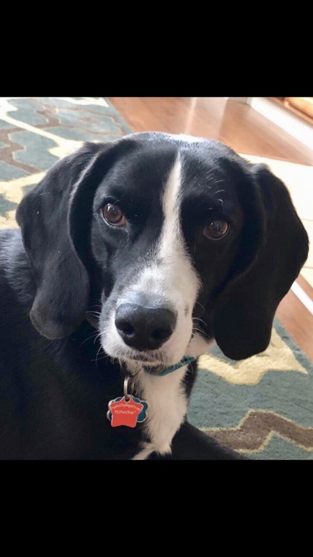 Entry image for Rocky. Clicking this image will show a larger photo