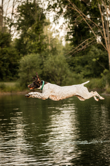 Entry image for Briar. Clicking this image will show a larger photo