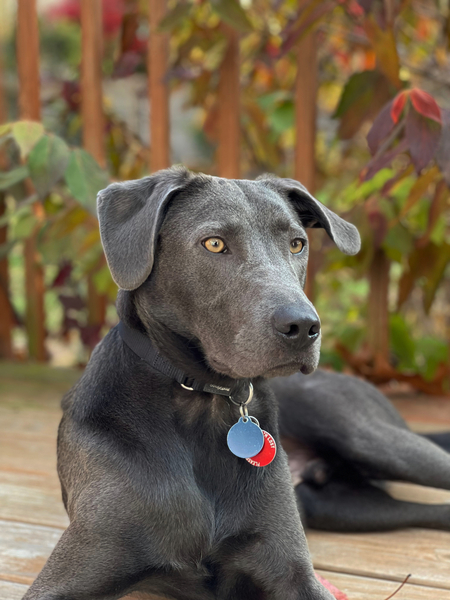 Gus