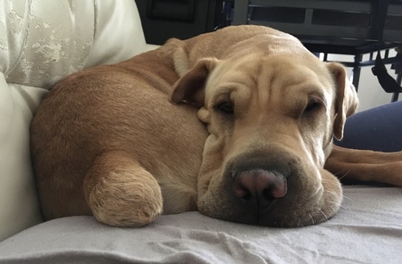 Boone