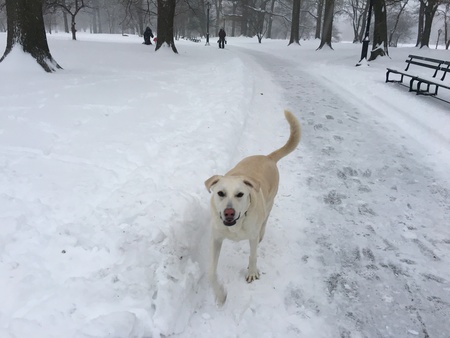 Sadie