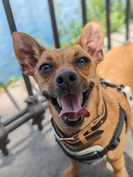Piper