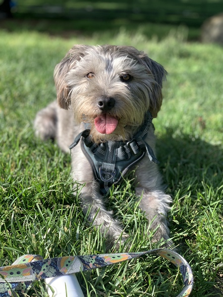Huckleberry