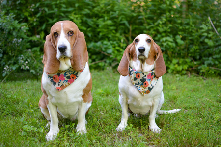 Poppy and Lily 