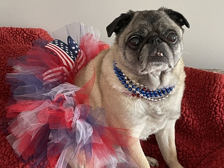 Piper Jean Pug